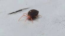 bug