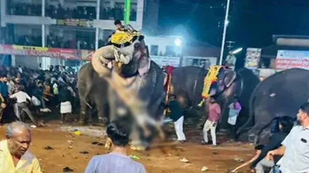 elephant