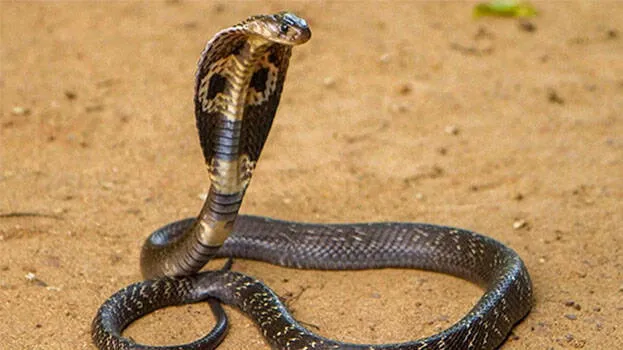 snake