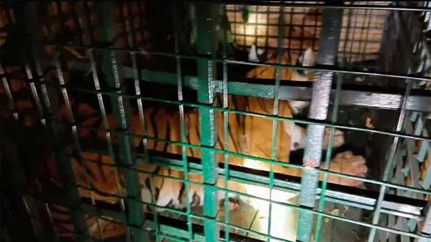 tiger