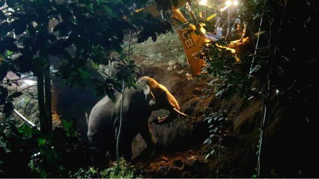 elephant-rescued-from-wel