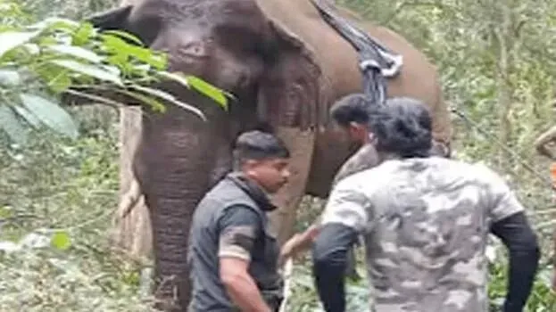 elephant