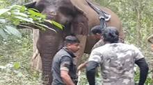 elephant