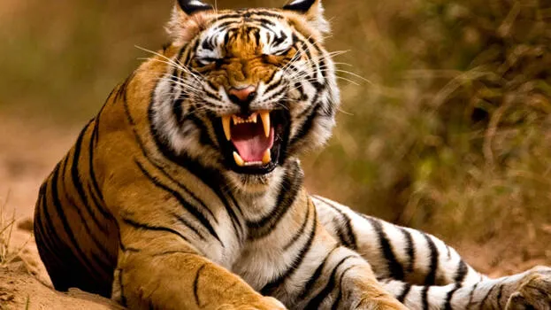 tiger
