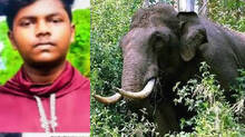wild-elephant-attack-in-p