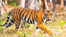 tiger-