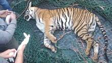 tigress