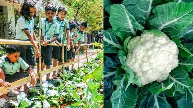 cauliflower