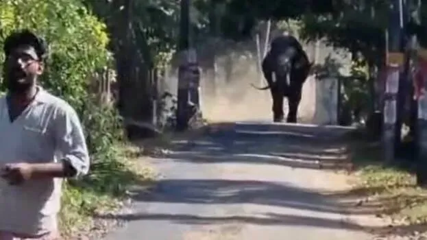 elephant