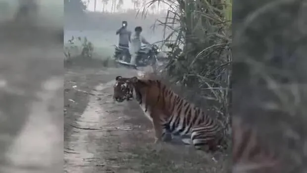 tiger