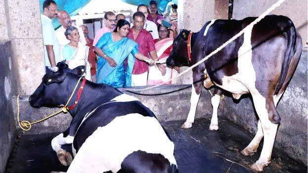 cow-chinchurani