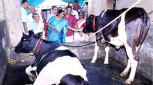 cow-chinchurani