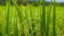 agriculture-sector
