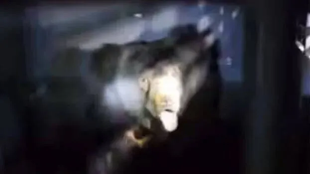 bear