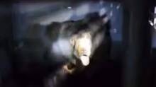 bear