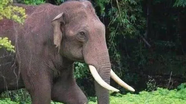 elephant