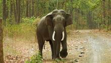 elephant