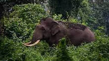kerala