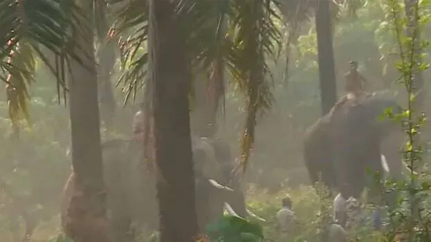 elephant