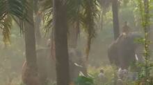 elephant