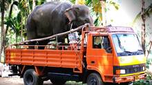 elephant-transported