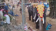 elephant