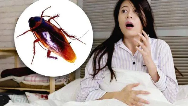 cockroach-phobia