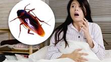 cockroach-phobia