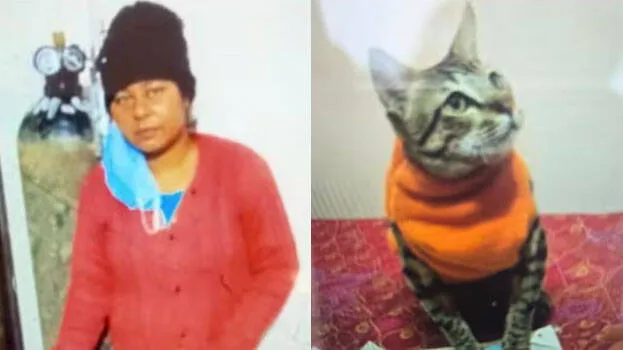 pet-cat