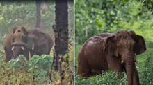 ganapathy-tusker-kerala-i