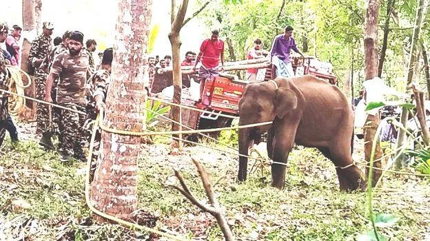 iritty-kannur-elephant