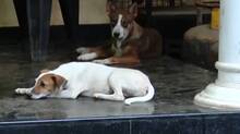 dogs