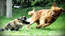 cats-
