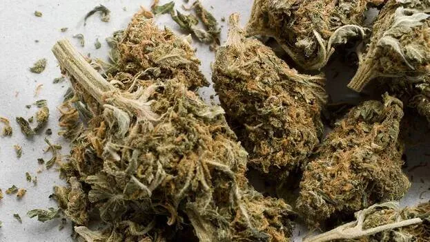 ganja