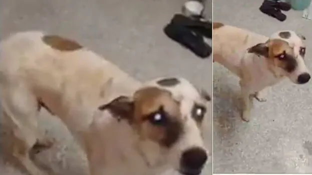 dog-