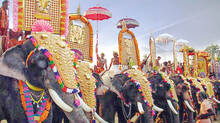 elephants-