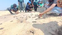sea-turtles-chavakkad-