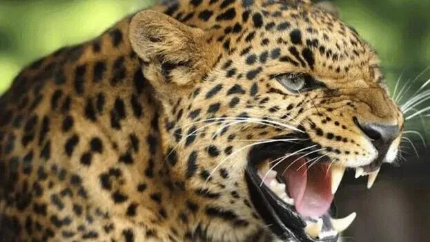 leopard