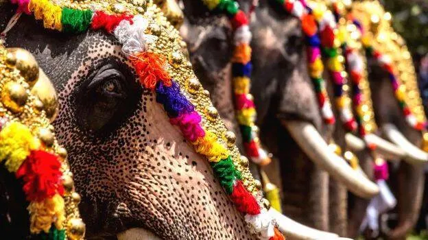 elephant