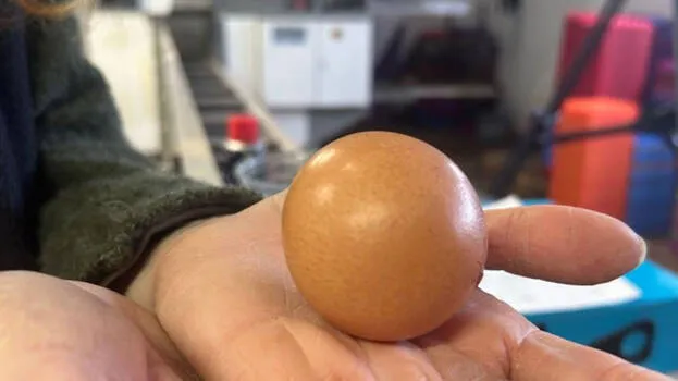 egg
