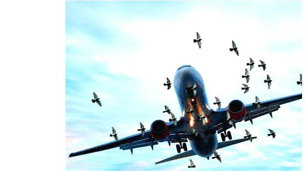 bird-strike
