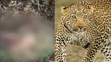 leopard