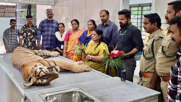 bengal-tiger-rahul