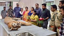 bengal-tiger-rahul