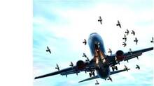 bird-menace-airport