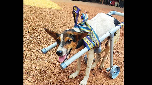 stray-dog-disabled
