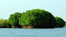 mangrove-forests