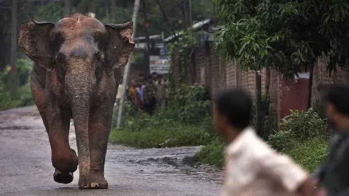 elephant-attack
