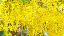 kanikonna-flowers-kerala-
