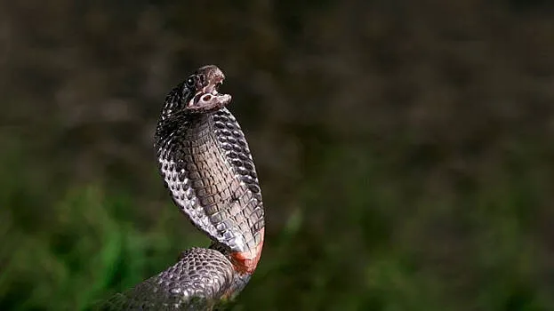 desert-black-cobra